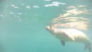 preview picture of video 'Diving with a monk seal - Lahaina Divers - GoPro HD HERO2'