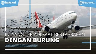 Berbahaya! Ini yang Terjadi saat Pesawat Bertabrakan dengan Burung