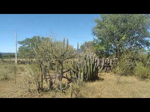 GILBERTO MOSTRANDO OS XIQUE-XIQUE DO NORDESTE DA BAHIA NA CAATINGA 🌵☀️