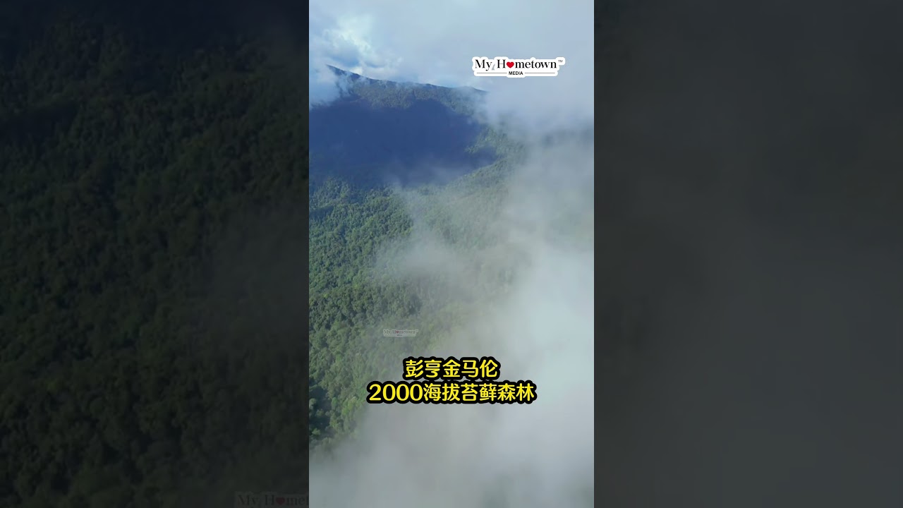 彭亨金马伦隐藏版云海仙境｜Mossy Forest苔藓森林