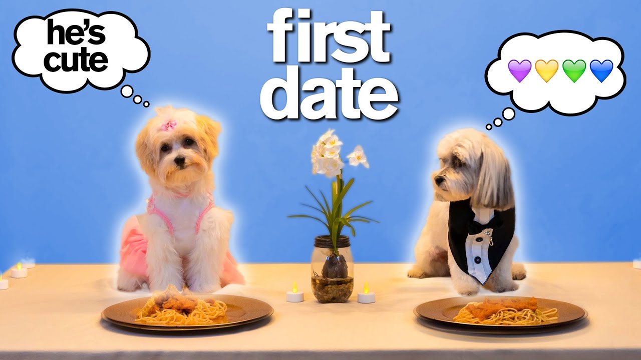 Adorable Dog's FIRST TINDER DATE *Try Not To Say Aww* VERY FUNNY