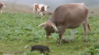 Ärger keine Kuh auf der Weide -Feldberg im Schwarzwald