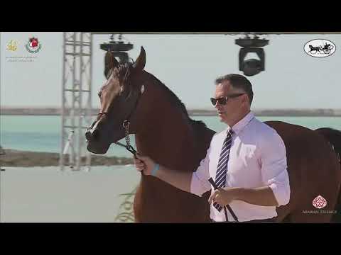 N 472 AJ WADI   Al Dhafrah Arabian Horse Championship 2021   Stallions 7+ Years Old Class 10A