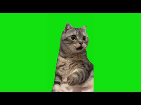 Shocked Cat Meme Green Screen Chroma Key Template