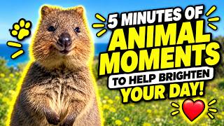 🐾 5 Minutes of Pure Animal Joy to Instantly Brighten Your Day