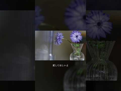 Novelbright 新曲「アネモネ」各音楽配信サービスにて配信中✨ #novelbright #アネモネ