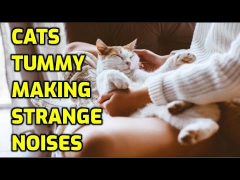 Why Is My Cat's Belly Making Weird Noises?