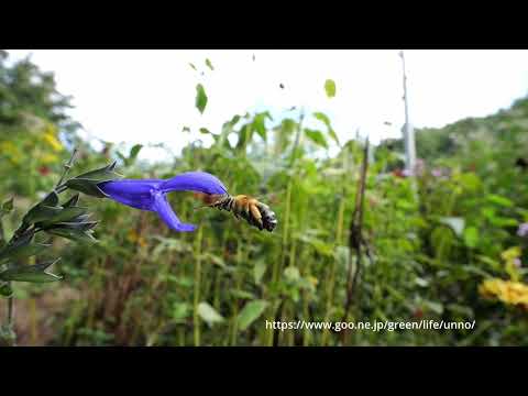 虫の眼レンズがなくても（コシブトハナバチ LEICA DG 9mmF1.7)