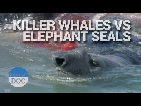 Killer Whales Vs Elephant Seals | Wild Animals - Planet Doc Full Documentaries