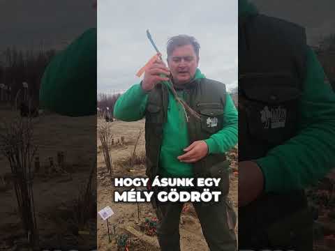 Hogyan ültessünk szőlőt? videó