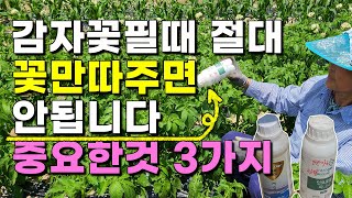 감자꽃따는것 보다 더 중요한3가지 굵은 감자 주렁주렁 달리는방법 - 감자재배 감자농사