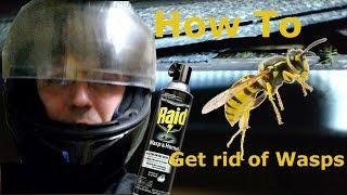 How to get rid of wasps from your house
