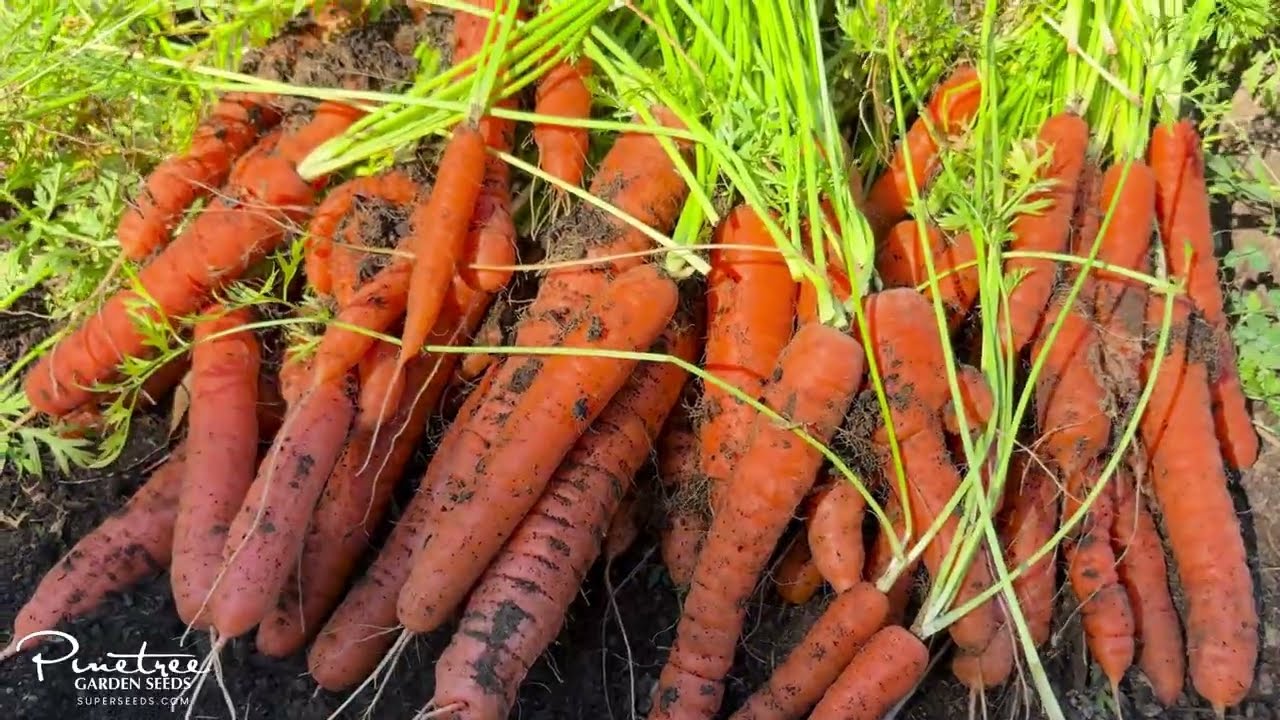Orange Fancy Carrot - New for 2026 Seeds!