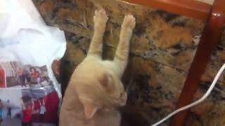 Смотреть онлайн Рыжий кот зацепился ногтями за спинку дивана