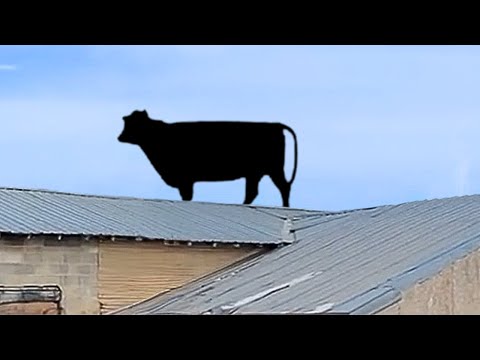 Les animaux de la ferme les plus drôles 🤣
