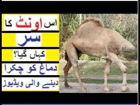 Top 30 Amazing Facts About Camels - Interesting Facts About Camels || Explore The Facts In World ||