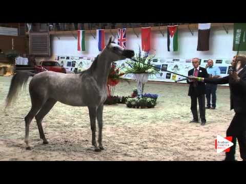 N 22 BAJENA TERSK   Prague Intercup 2015   Fillies 2 years old Class 2B