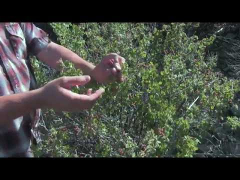 image-How tall does staghorn sumac grow?