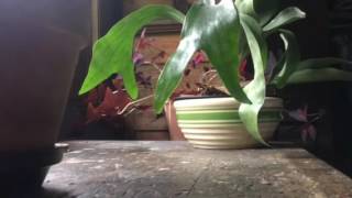 Loudon Wainwright III - Motel Blues (A Live One LP)