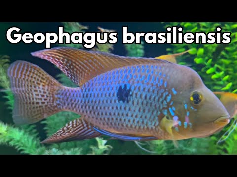 Zemežrút perlový (Geophagus brasiliensis) — species profil, akvárium a starostlivosť