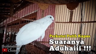 Download lagu Perkutut Putih Kapas Gacor ( Suara Kecil ) mp3