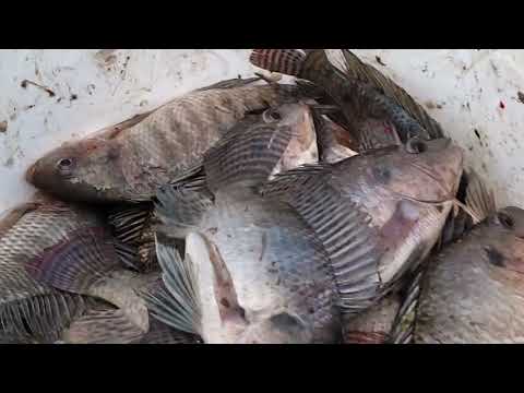 Pescando tilápia no açude da DR arara Paraíba 16/09/26