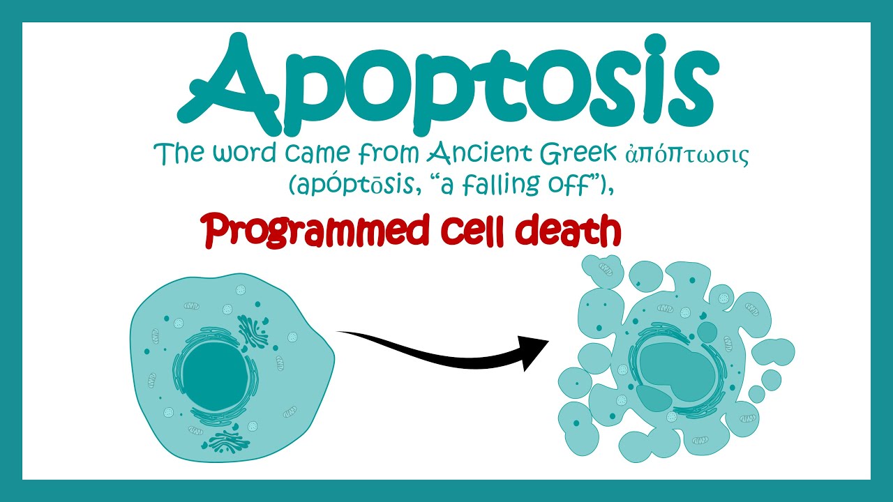 Apoptosis | Apoptosis in Pathological and Physiological context | Molecular pathway of apoptosis
