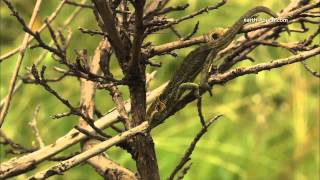 Three Days Of The Condor