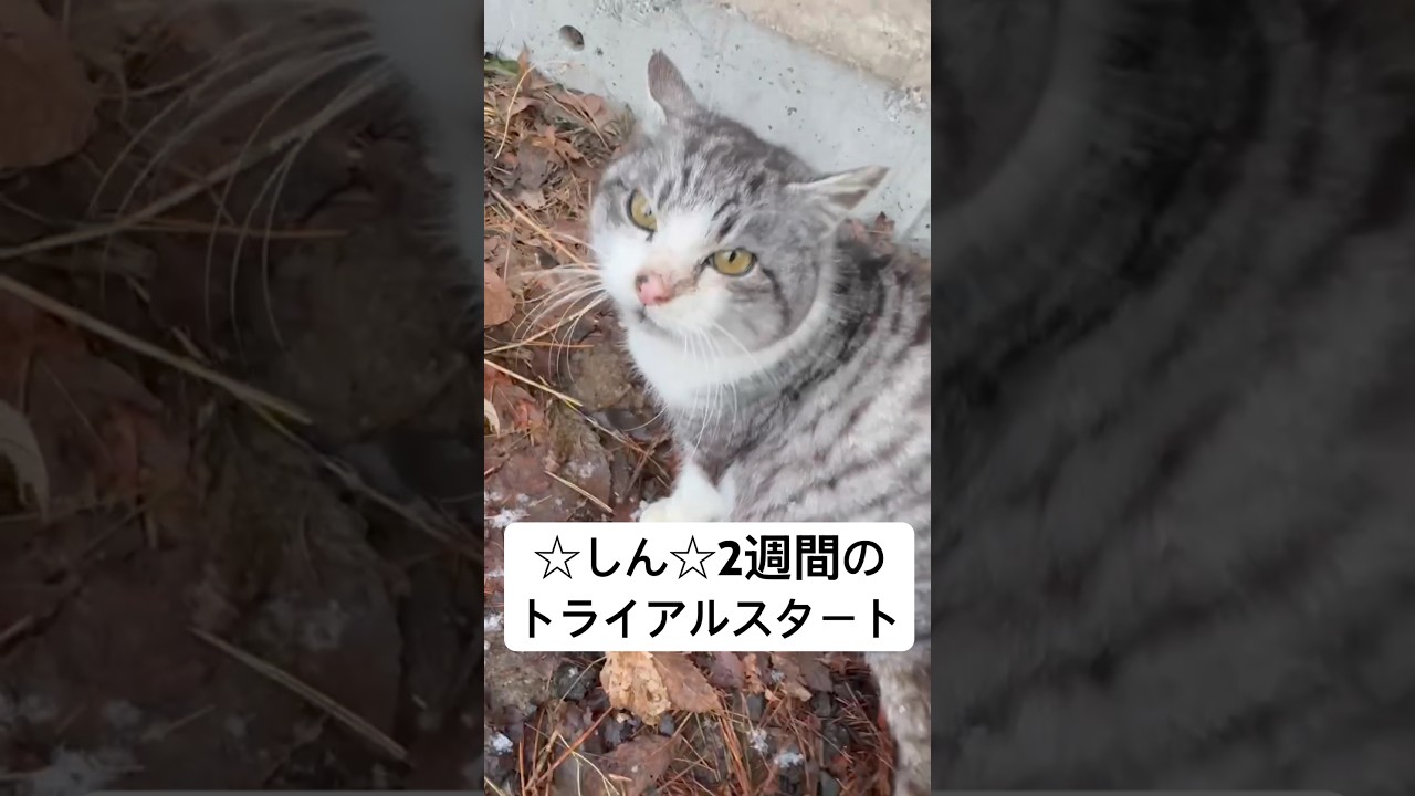 1月中旬、山奥にひとり置き去りにされたしん。いよいよトライアルに向かいます。里親希望者様の深い愛情には、感謝の気持ちでいっっぱいです😭しんの未来が幸多き明るいものでありますように✨️#猫を救いたい