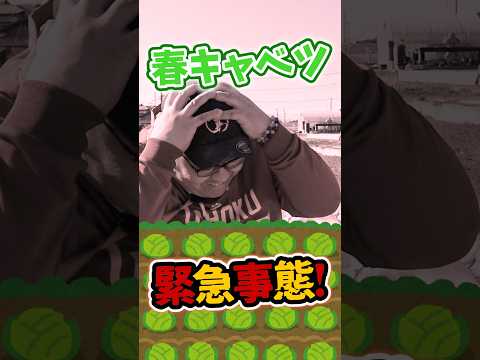 キャベツの病気：原因と治療法は何ですか？  庭園