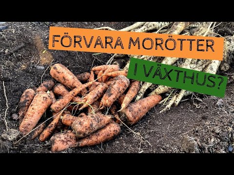 Övervintra MORÖTTER i växthus - Ett försök att få morötterna att hålla sig över vintern