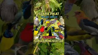 Download lagu Suara pikat semua burcil 🕊️ terbukti ampuh#shorts #birds #pikatburung #suarapikat #burcil #mp #sogon mp3