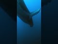 What Does A Humpback Whale S Mating Call Sound Like