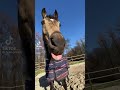 The sound becomes weirder as you listen to it over again 😂 #horse #fun