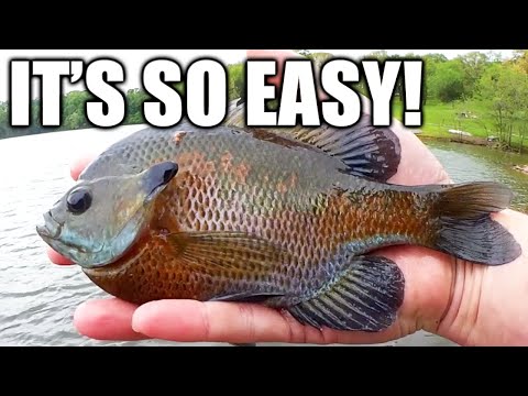 Why Bluegill Fishing NEVER Gets Old: Easy Bank Fishing For Panfish!