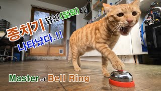 My cat is a master of ringing the bell  (랭이 개인기 - 종치기의 달인편)