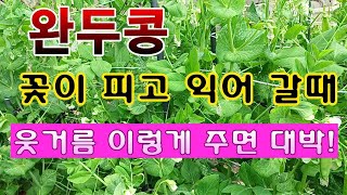 [텃밭농부. 1, 044]  완두콩 꽃이 피고 익어갈때 엽면시비 이렇게 하면 대박. #완두콩재배
