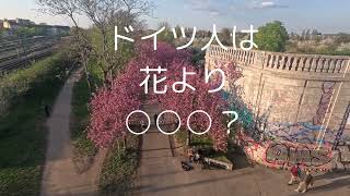 ベルリンでは花より○○○？移民・難民が多いベルリンの日常は大阪万博？