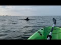 GoKayak is a leading dolphin tour company in Virginia Beach, VA.
