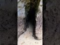 A cave full of bats on an isolated island  🏝 😱‼️💯⛰️ #viral #subscribe #tiktok #trending #shorts #fpv - WorldTravelTour A cave full of bats on an isolated island  🏝 😱‼️💯⛰️ #viral #subscribe #tiktok #trending #shorts #fpv