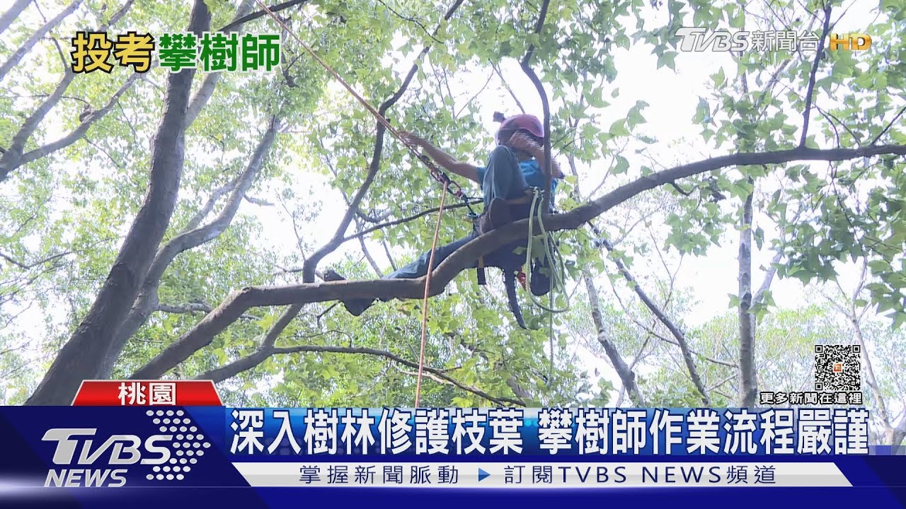 一繩懸命！致力修護樹木　攀樹師年薪可拚百萬