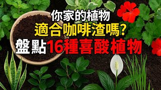 你家的植物適合咖啡渣嗎？盤點 16 種常見的喜酸植物，竟然都是咖啡渣的頭號粉絲！