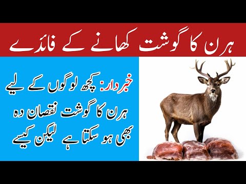 Deer meat Benefits for Human | Hiran Ka Gosht Khane Ke Fayde | Deer Meat Health Tips In Urdu/Hindi