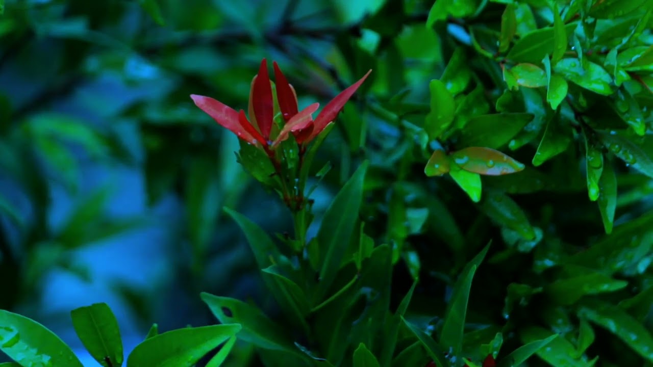 Gentle Piano Sounds for Relaxation #CalmMind #PianoMeditation #PeacefulVibes