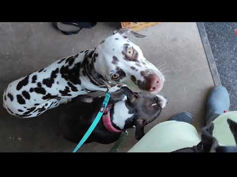 Leinenführigkeit. Training mit zwei Hunden. Mit zwei Hunden gleichzeitig Spazieren gehen.