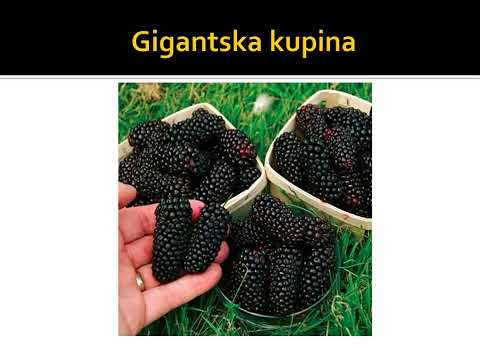 Gigantska kupina