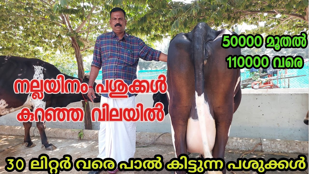കുറഞ്ഞ വിലയിൽ പശുക്കളെ വാങ്ങാം|cow for sale in kerala|dairy farming Malayalam|low price cow for sale