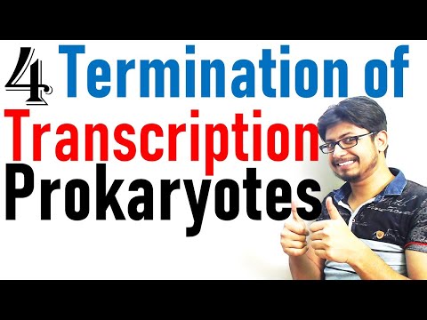 Transcription termination in prokaryotes | Prokaryotic transcription lecture 4 Video