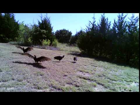 Trail Cam captures Turkey vulture's
