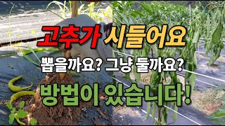 고추 시드는 이유 역병 시들음병 청고병 풋마름병 증상 병충해관리 진단하고 대처하기